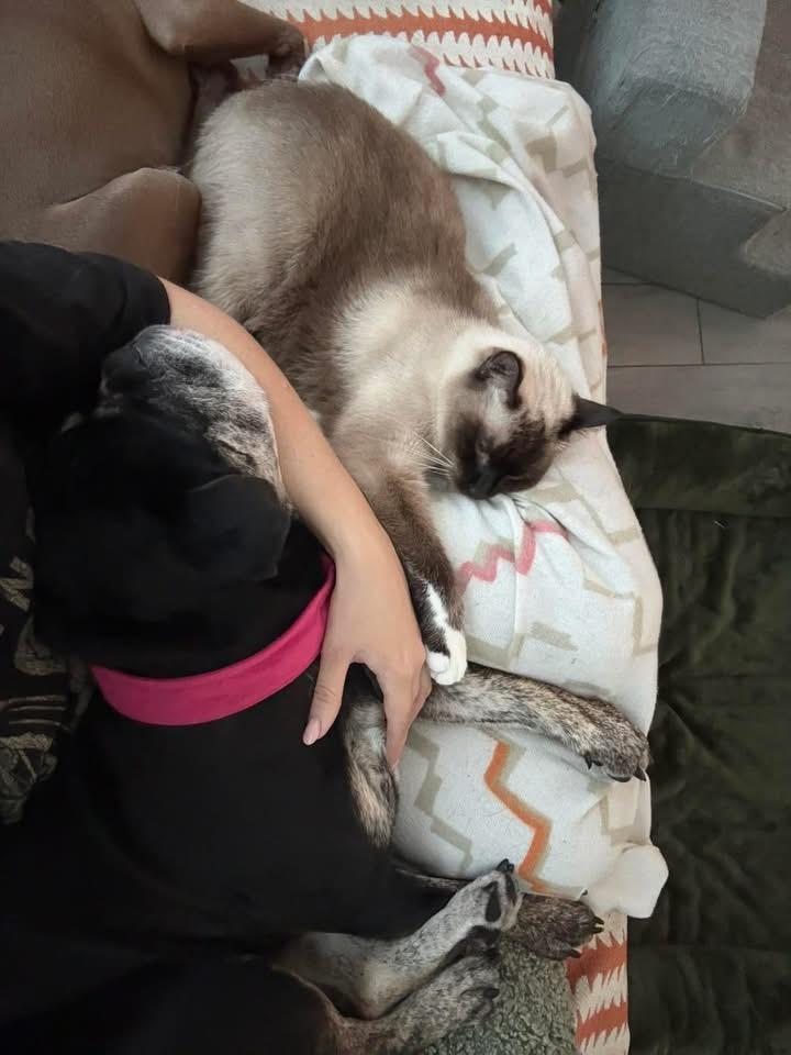 Enlarge Vivienne, a Adoptable English Bulldog in Lutz, FL image 4/4