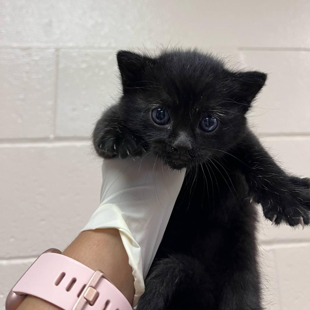 Buck, Adoptable, Young Male Domestic Short Hair.