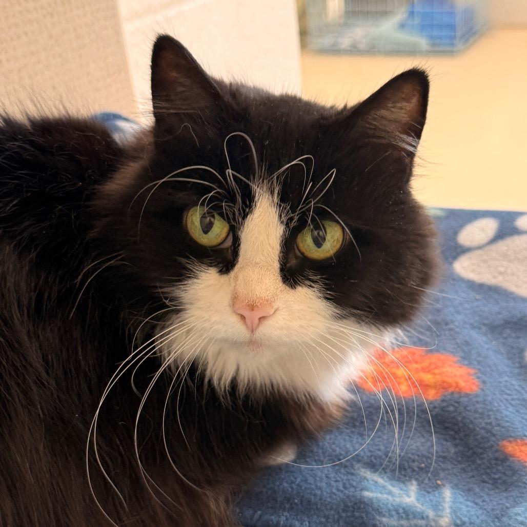 Sweetie, Adoptable, Adult Female Domestic Medium Hair.