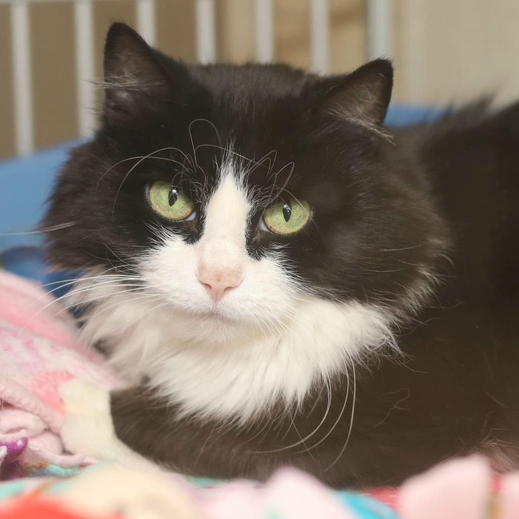 Enlarge Sweetie, a Adoptable Domestic Medium Hair in Chicago, IL image 2/2
