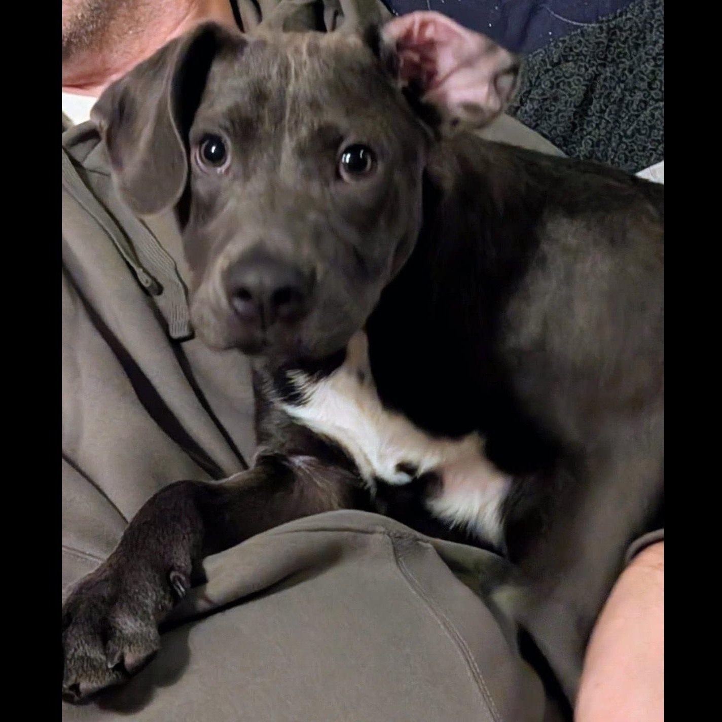 Pewter, Adoptable, Young Male Black Labrador Retriever.