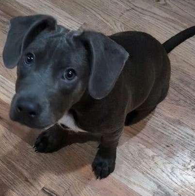 Enlarge Pewter, a Adoptable Black Labrador Retriever in Denver, CO image 2/2