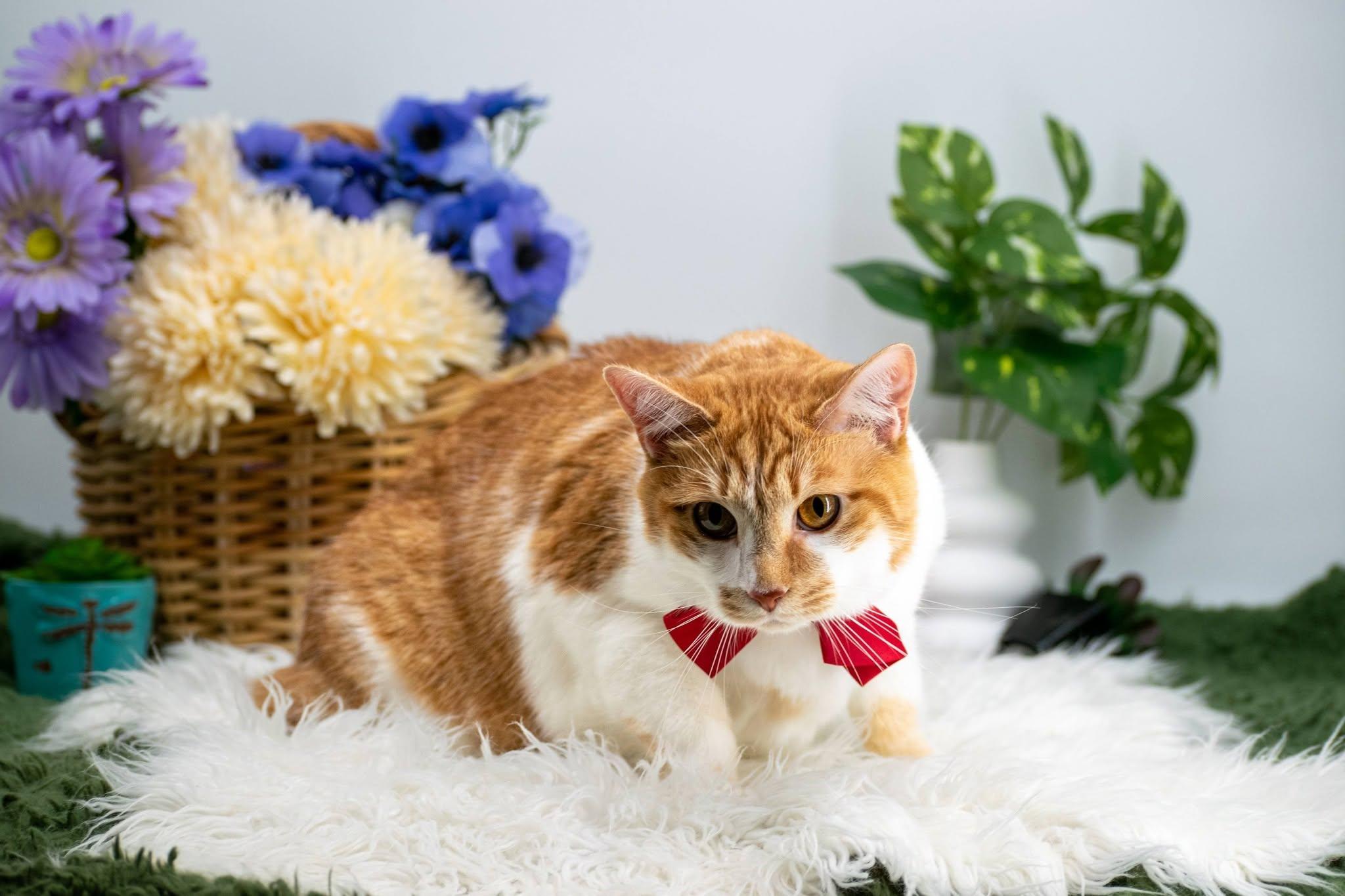 Alvin, a ADOPTABLE Domestic Short Hair in Sevierville, TN image 2/3