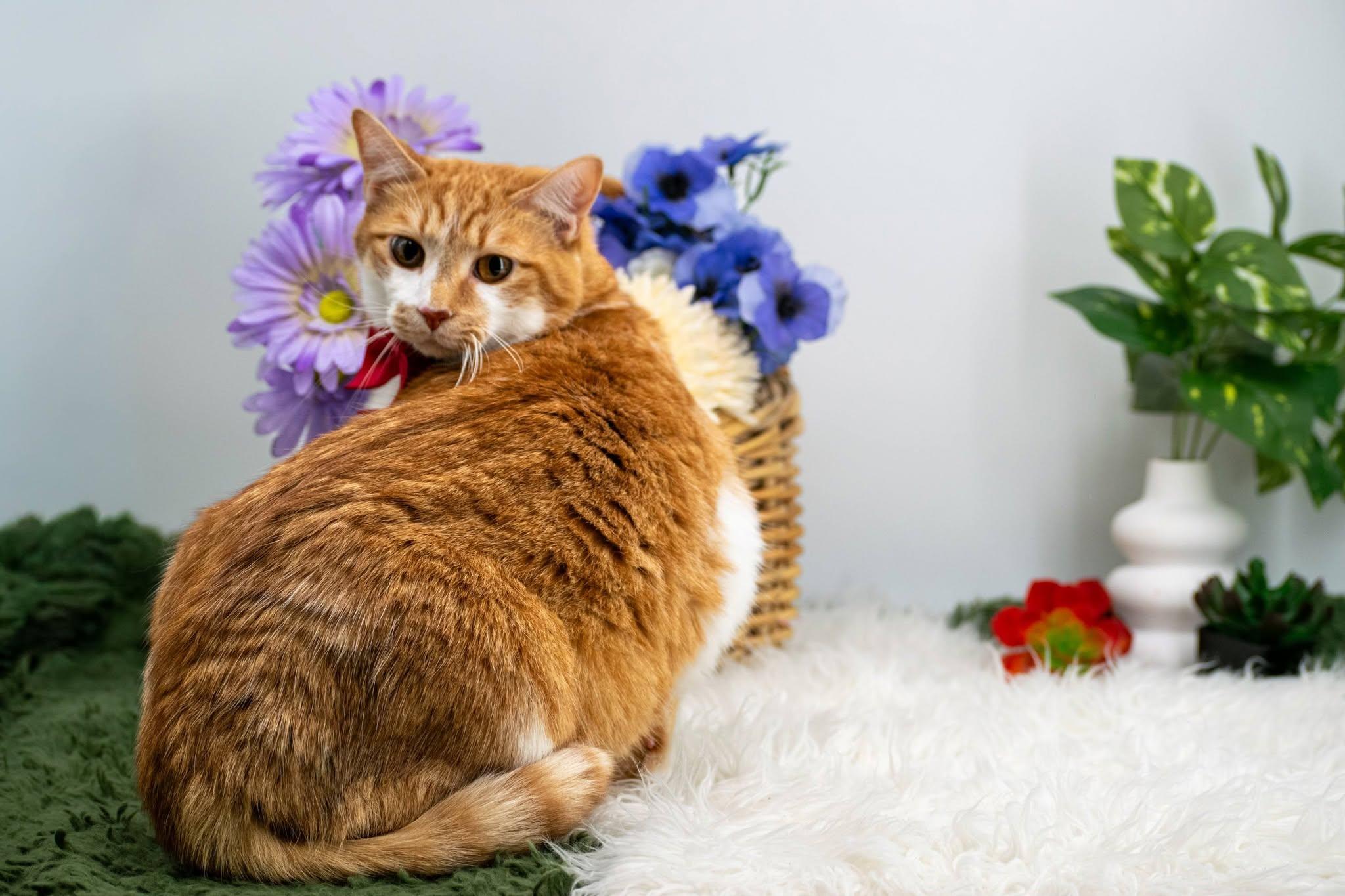 Alvin, a ADOPTABLE Domestic Short Hair in Sevierville, TN image 3/3