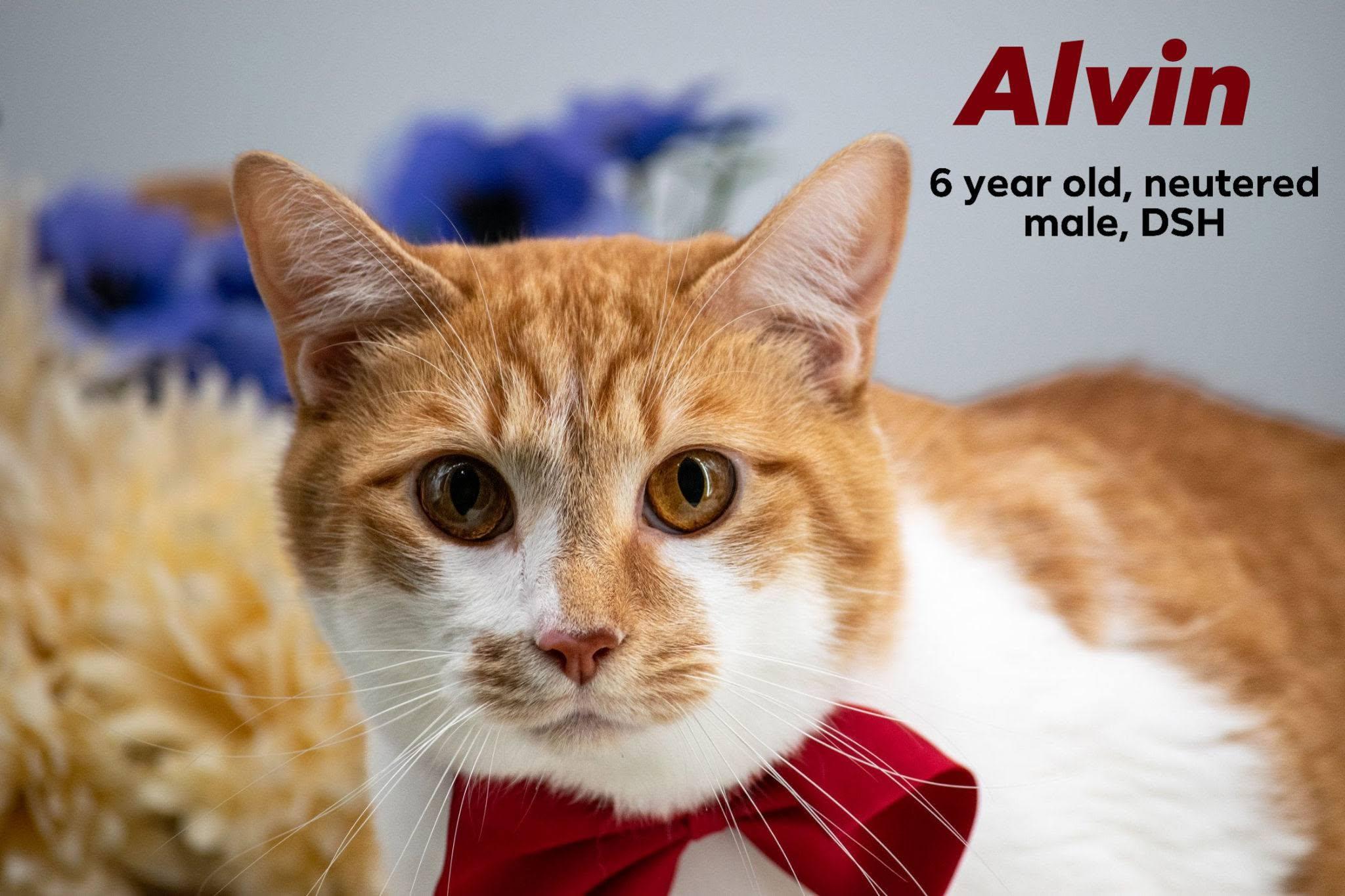 Alvin, a ADOPTABLE Domestic Short Hair in Sevierville, TN image 1/3