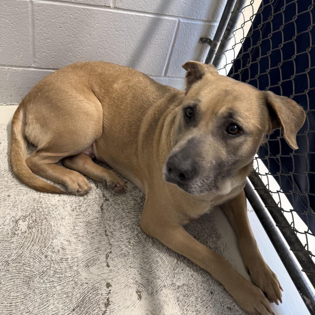 Blue, Adoptable, Adult Female German Shepherd Dog & Mixed Breed.