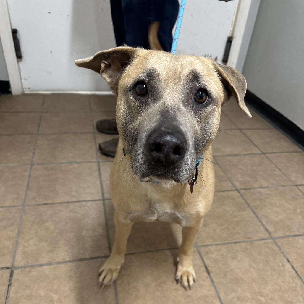 Enlarge Blue, a Adoptable mixed breed in Delaware, OH image 2/6