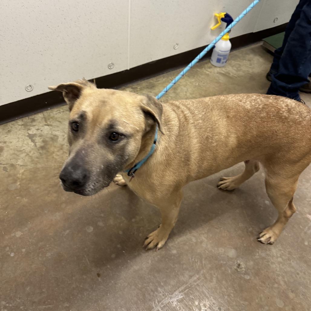 Enlarge Blue, a Adoptable mixed breed in Delaware, OH image 3/6