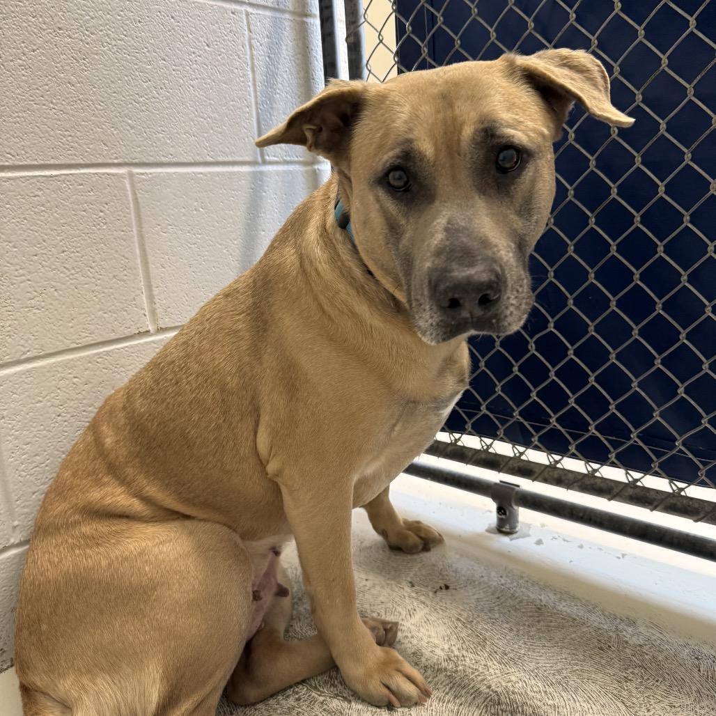 Enlarge Blue, a Adoptable mixed breed in Delaware, OH image 4/6