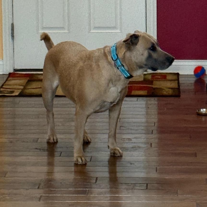 Enlarge Blue, a Adoptable mixed breed in Delaware, OH image 5/6