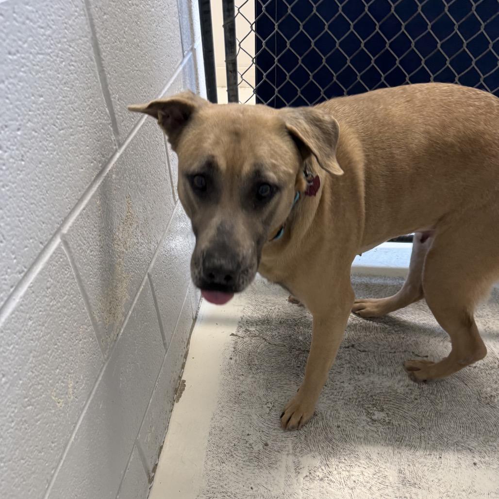 Enlarge Blue, a Adoptable mixed breed in Delaware, OH image 6/6