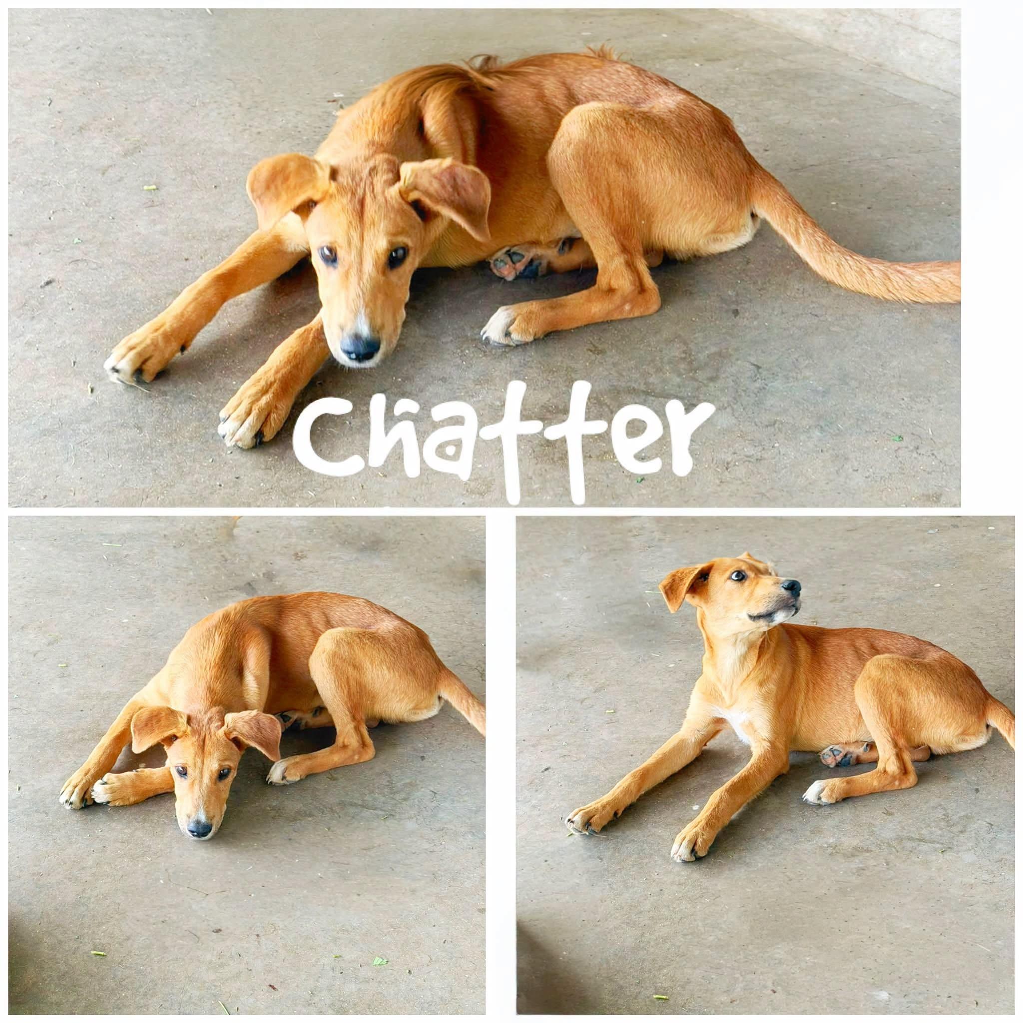 Chatter, ADOPTABLE, Young Male Hound & American Staffordshire Terrier.