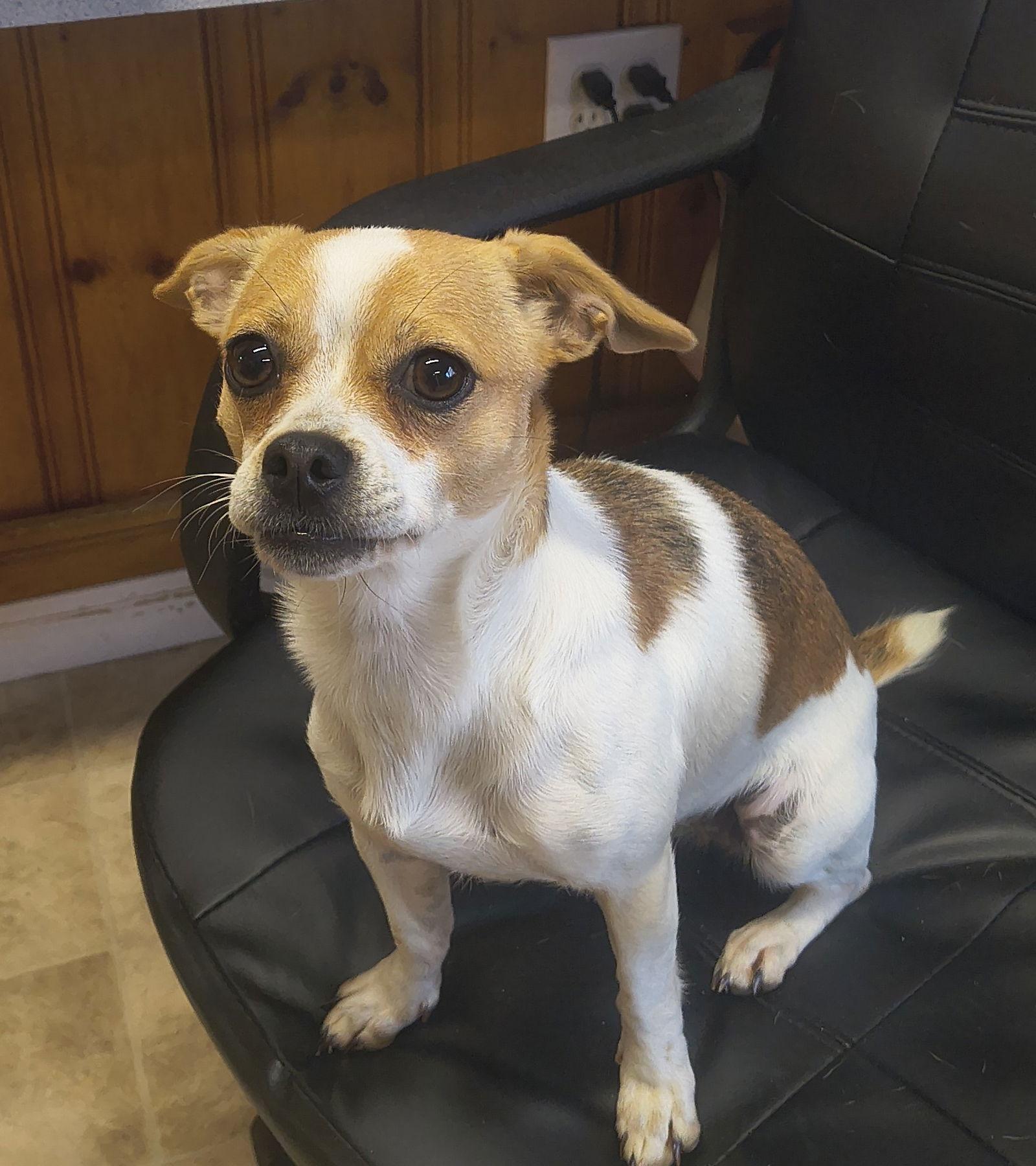 Kate, a Adopted mixed breed in Raleigh, NC image 1/2