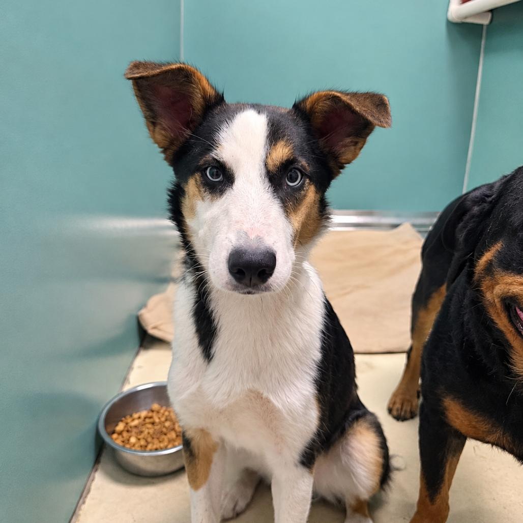Enlarge BHSI-Stray-5163(Nala), a Adoptable Husky in International Falls, MN image 1/1