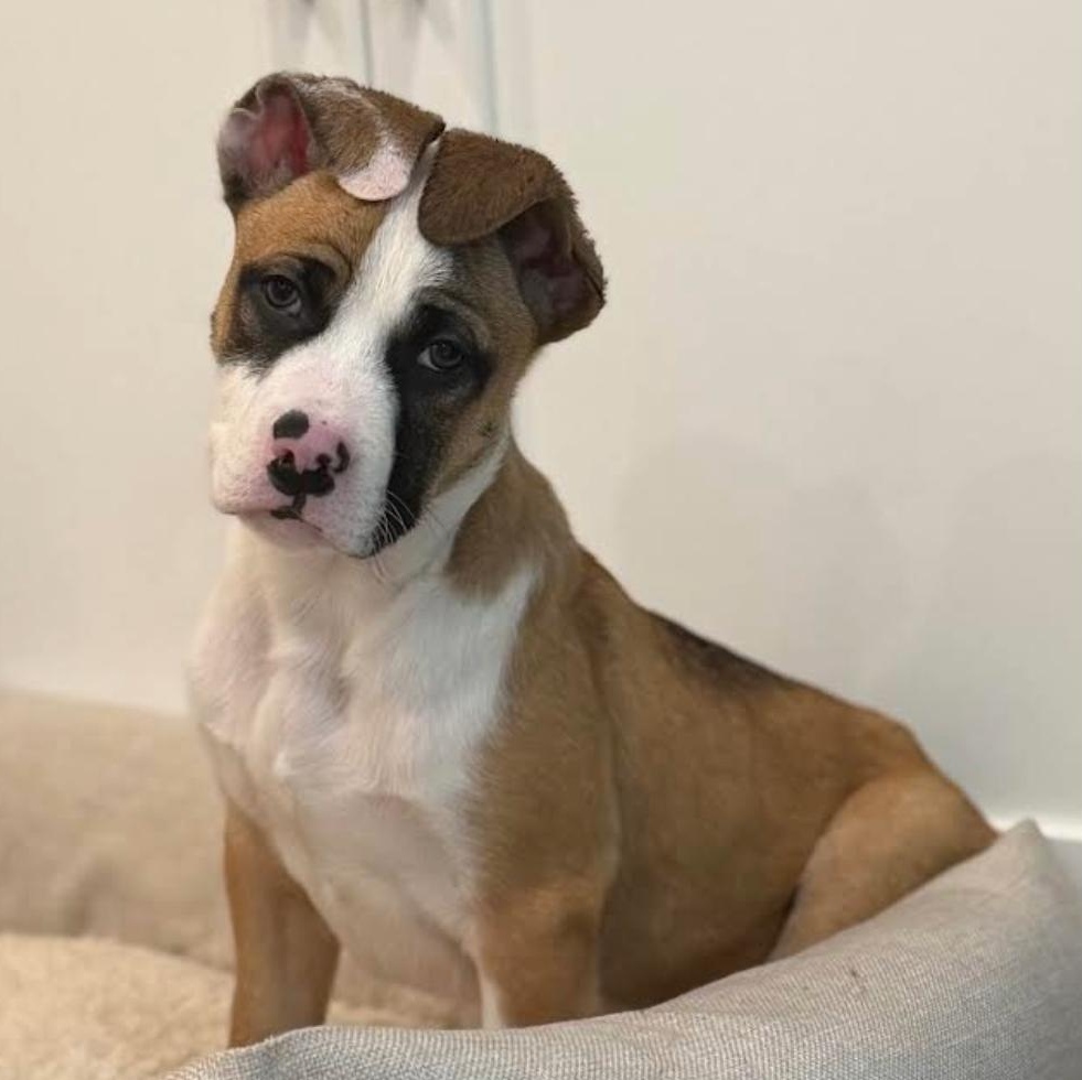 Uber, a ADOPTABLE mixed breed in Midlothian, VA image 3/4