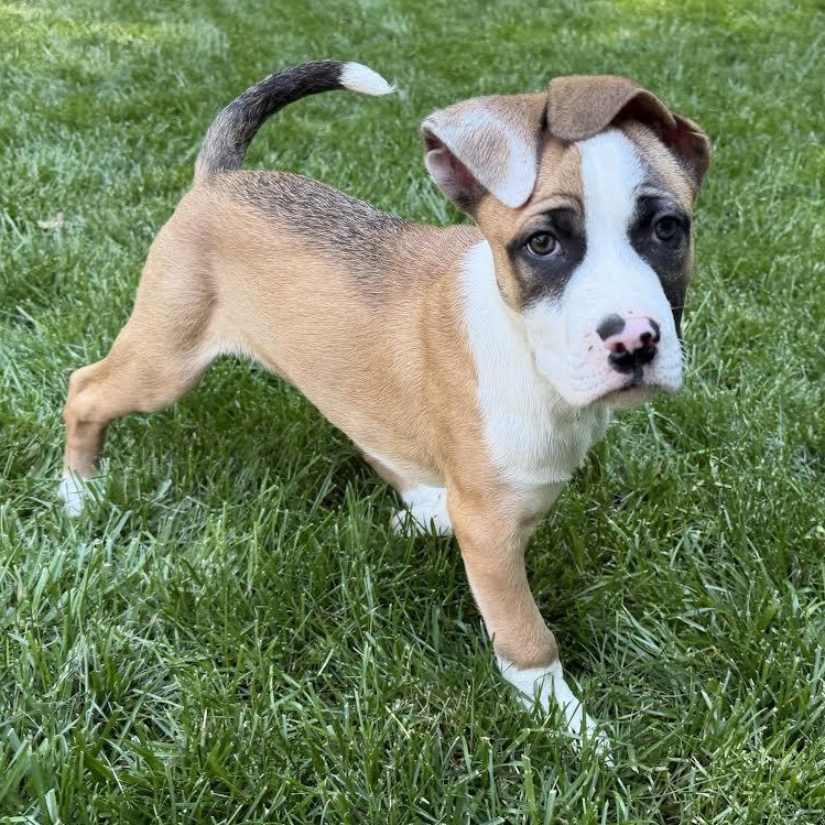 Uber, ADOPTABLE, Puppy Male Catahoula Leopard Dog.