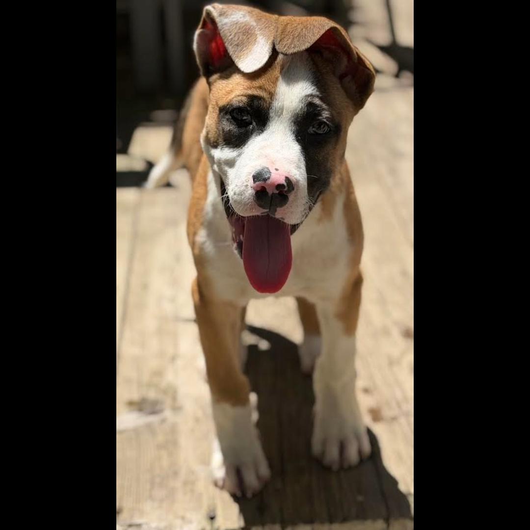 Uber, ADOPTABLE, Puppy Male Boxer.