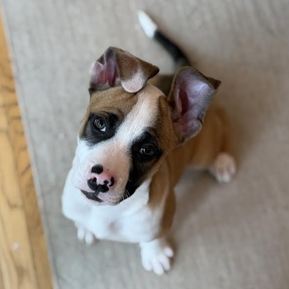 Uber, a ADOPTABLE mixed breed in Midlothian, VA image 4/4