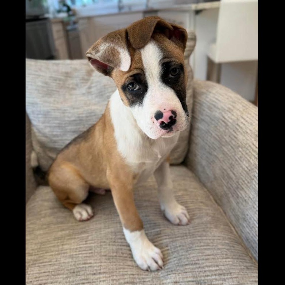 Uber, a ADOPTABLE mixed breed in Midlothian, VA image 2/4