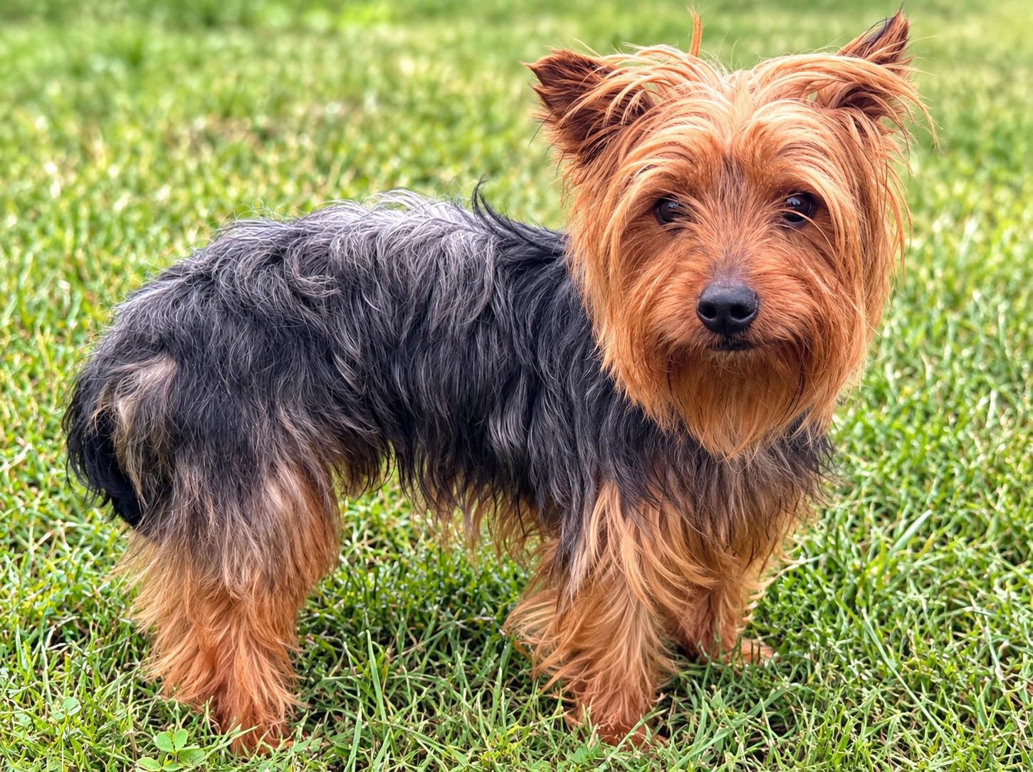 Morgan, Adoptable, Adult Female Yorkshire Terrier.