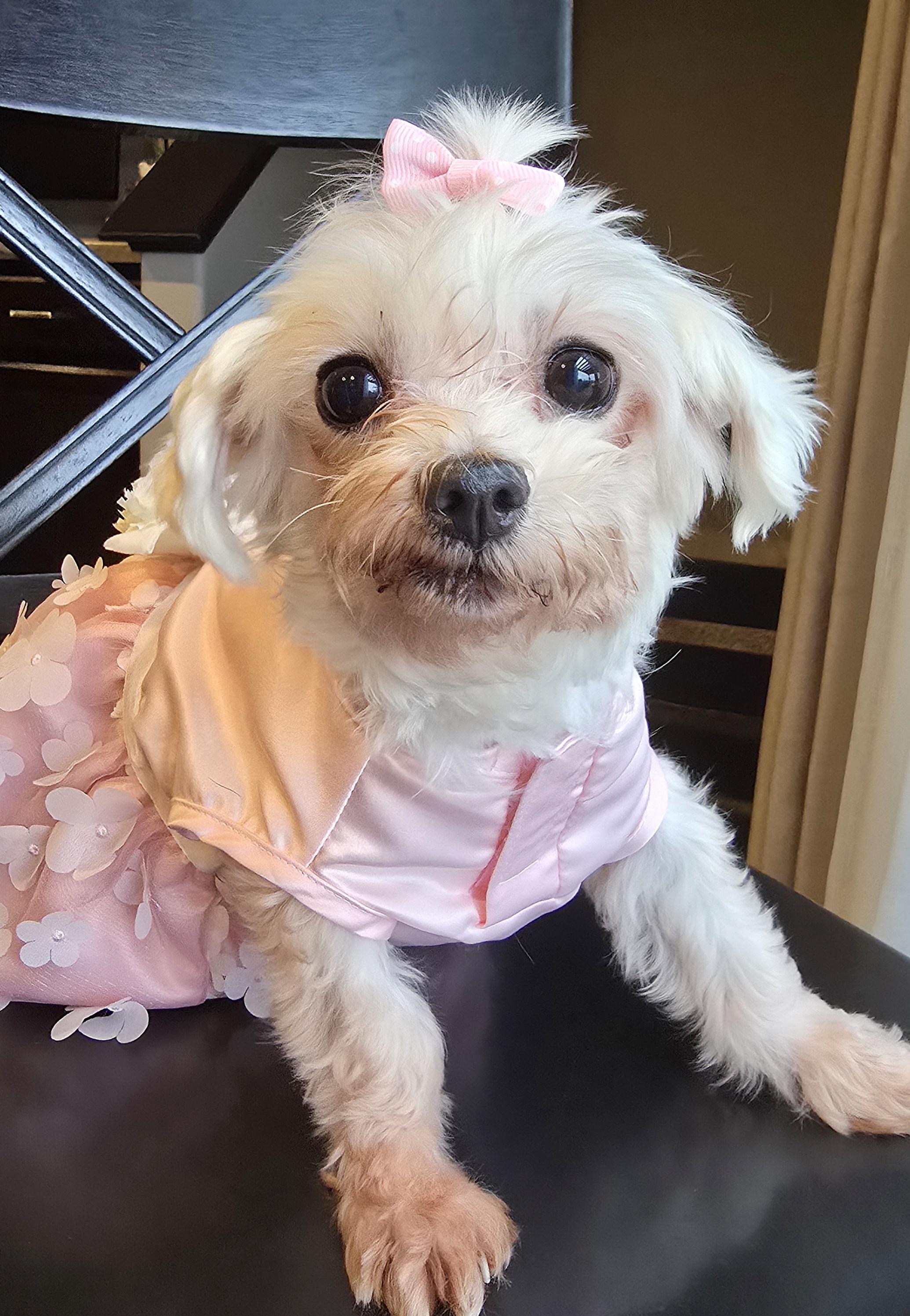 Iris, a Adoptable Maltese in Cedar Rapids, IA image 3/5