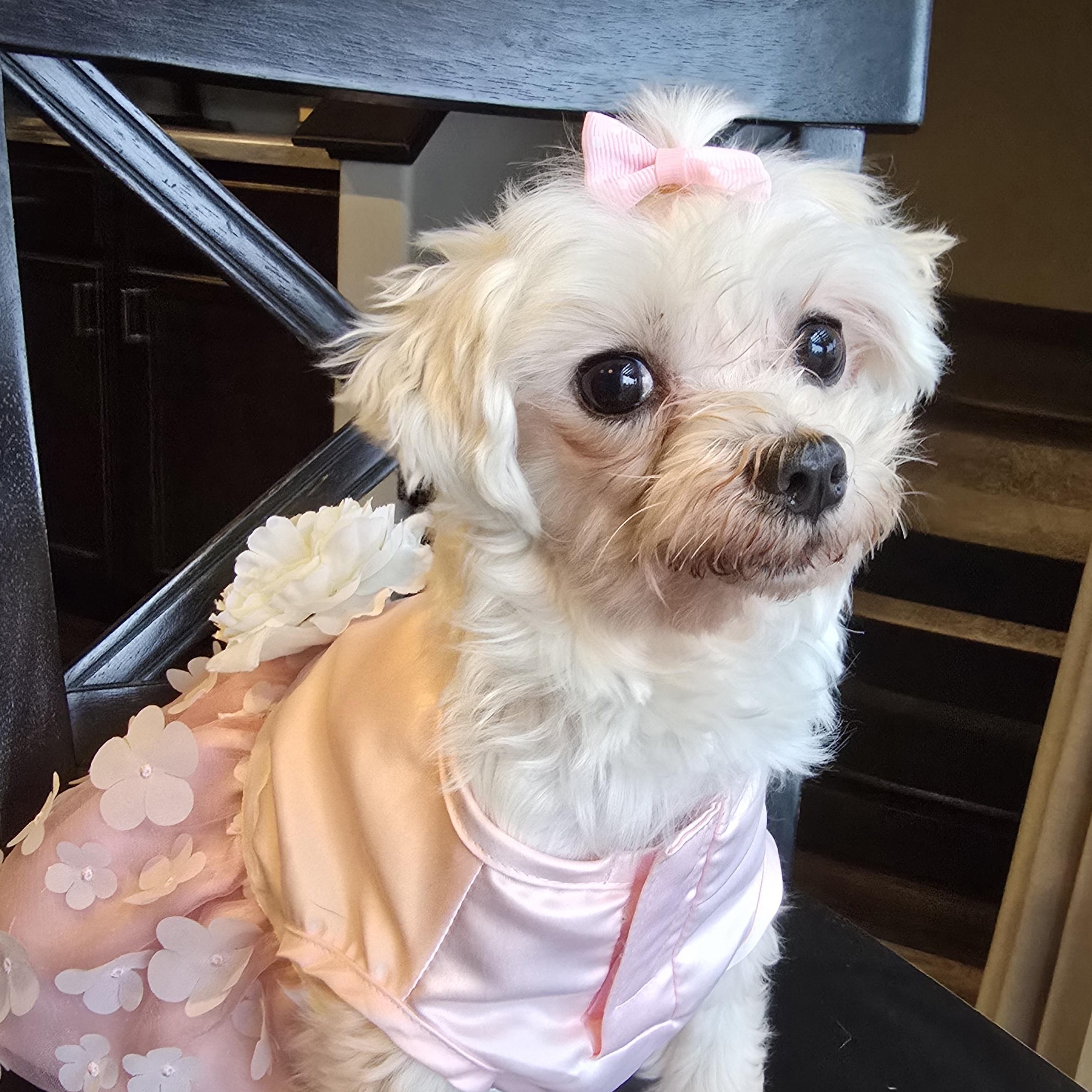 Iris, a Adoptable Maltese in Cedar Rapids, IA image 1/5