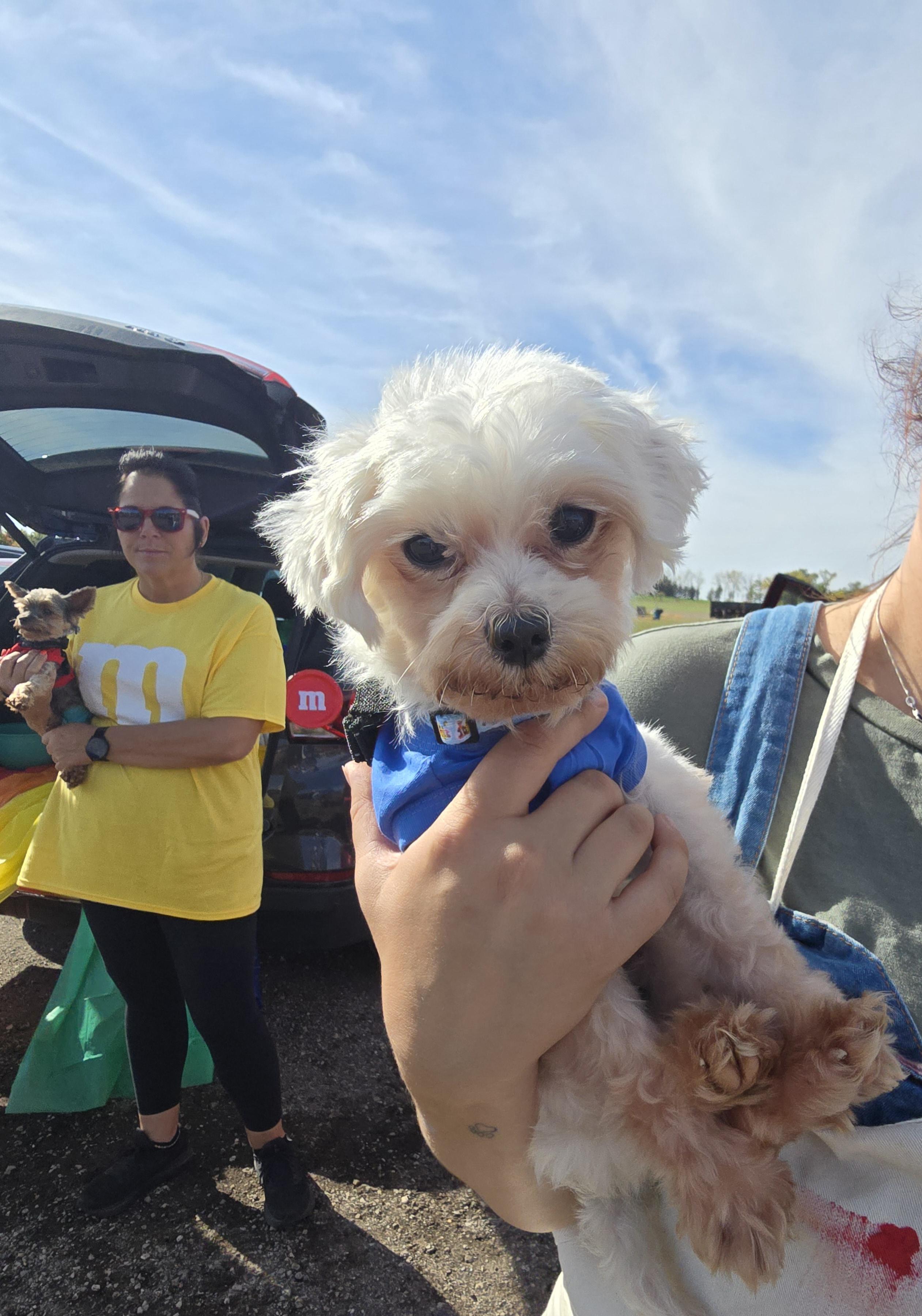 Iris, a Adoptable Maltese in Cedar Rapids, IA image 5/5