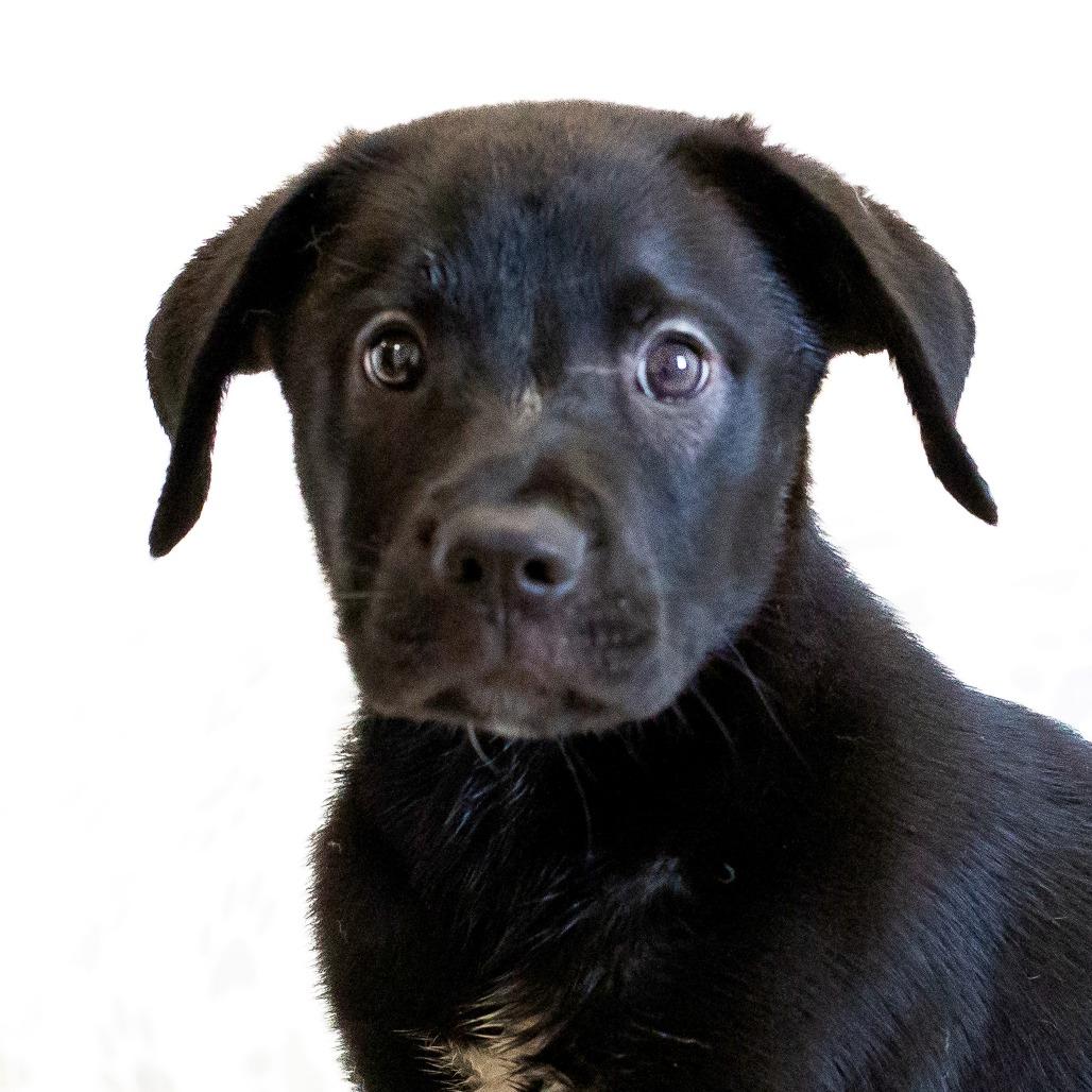 Enlarge Max, a Adoptable Mixed Breed in Cartersville, GA image 1/4