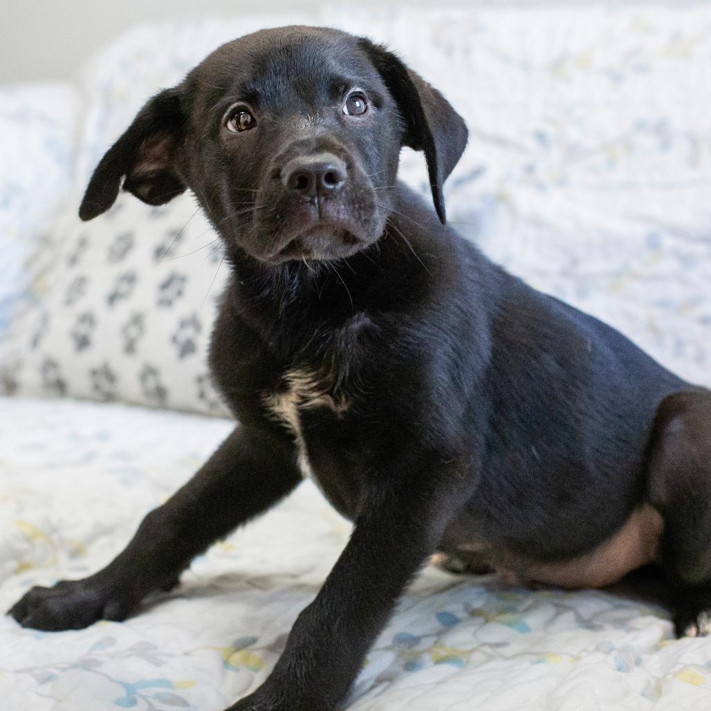 Enlarge Max, a Adoptable Mixed Breed in Cartersville, GA image 2/4