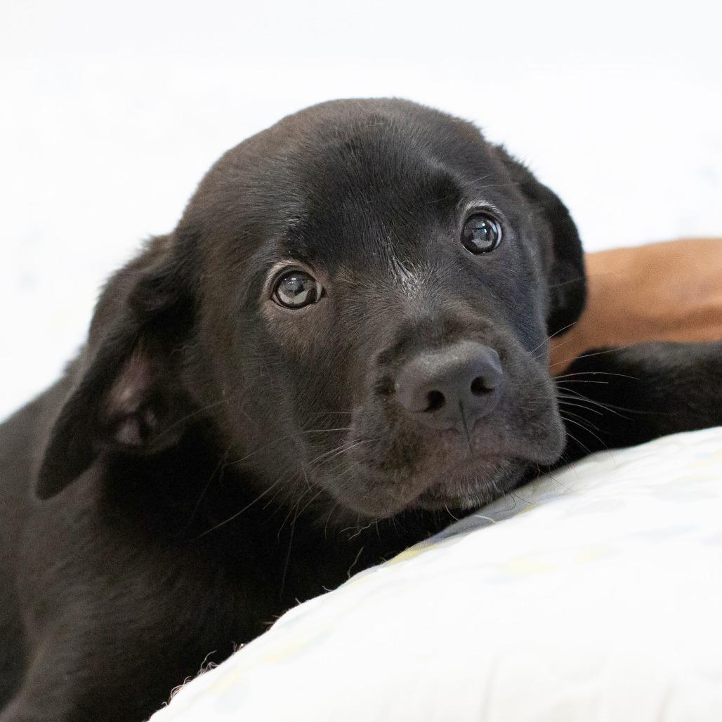 Enlarge Max, a Adoptable Mixed Breed in Cartersville, GA image 3/4