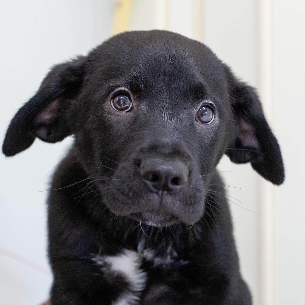 Enlarge Max, a Adoptable Mixed Breed in Cartersville, GA image 4/4