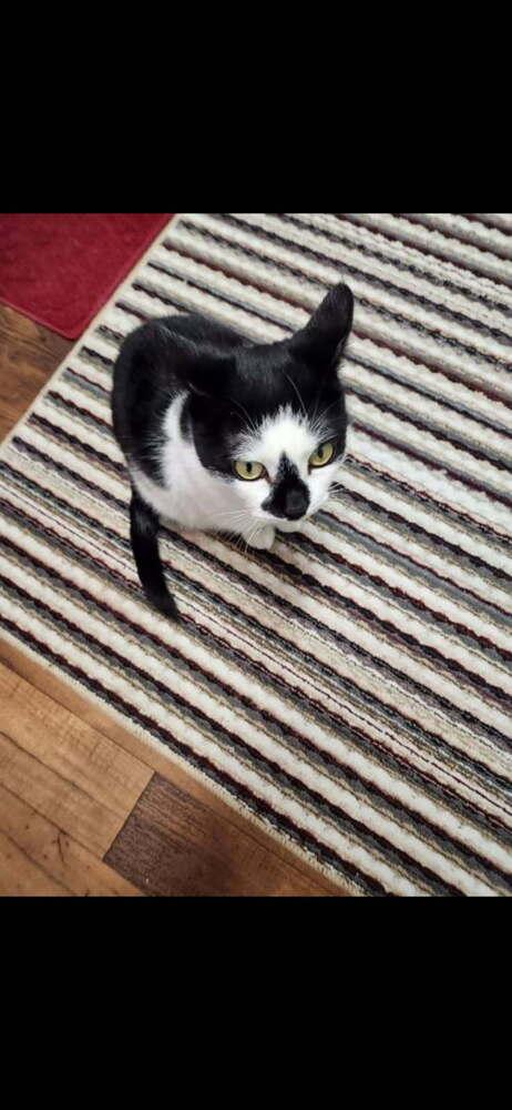 Enlarge Pepper, a Adoptable Domestic Short Hair in Kannapolis, NC image 1/3