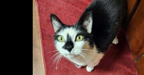 Enlarge Pepper, a Adoptable Domestic Short Hair in Kannapolis, NC image 2/3