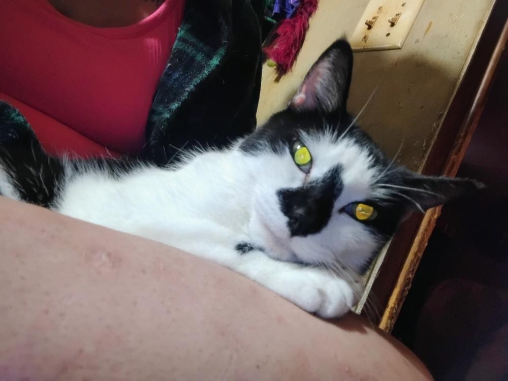 Enlarge Pepper, a Adoptable Domestic Short Hair in Kannapolis, NC image 3/3