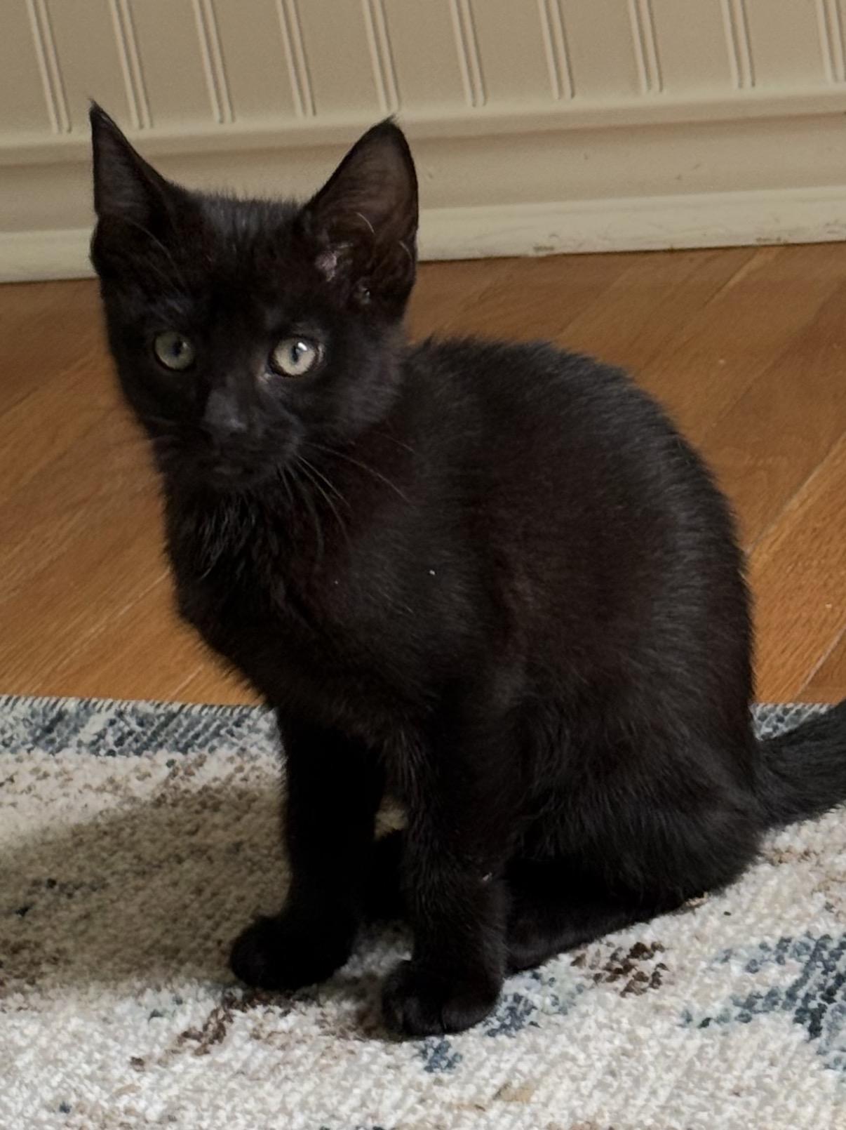 Enlarge James, a Adopted Domestic Short Hair in Old Bridge, NJ image 2/4