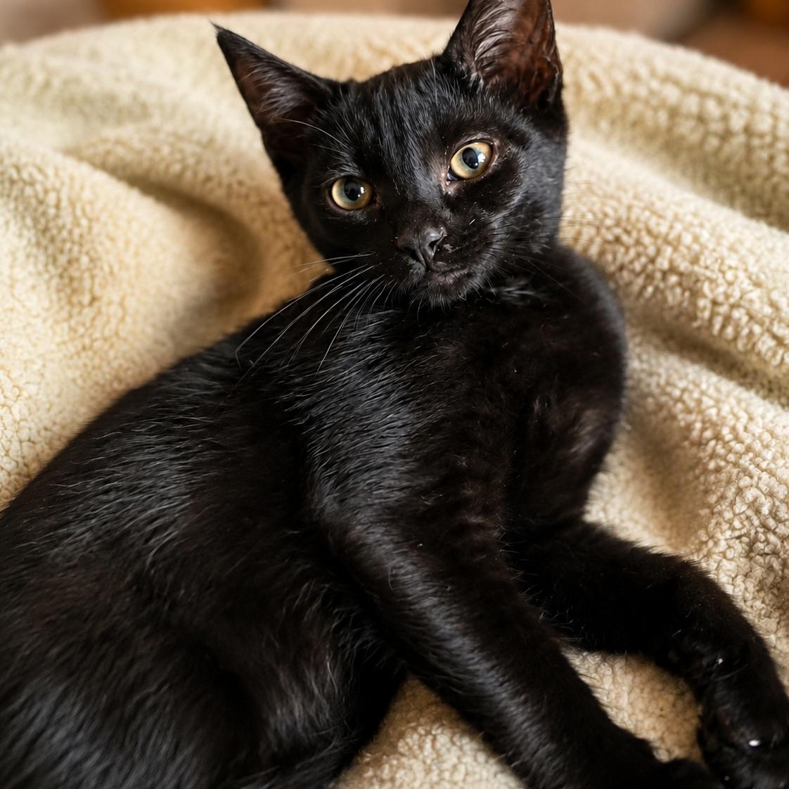 James, Adopted, Kitten Male Domestic Short Hair.