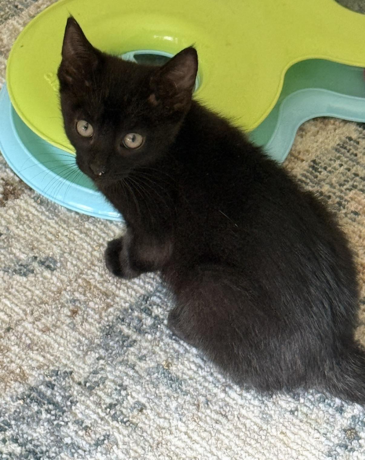 Enlarge James, a Adopted Domestic Short Hair in Old Bridge, NJ image 3/4