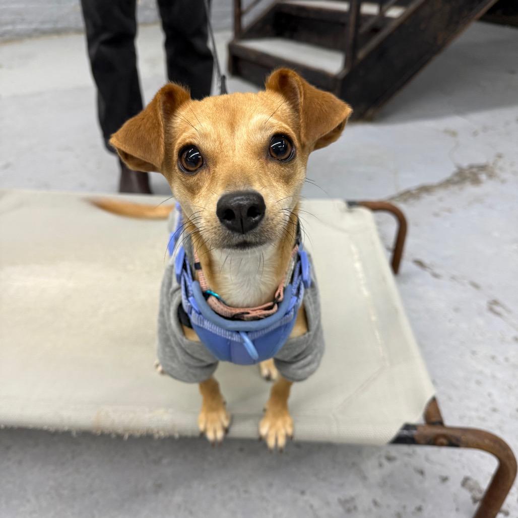 Enlarge Sandy Liang, a Adoptable Chihuahua in Brooklyn, NY image 1/6