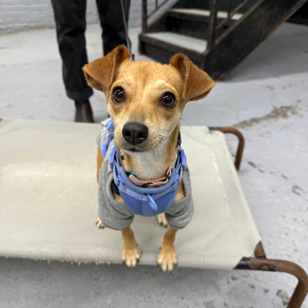 Enlarge Sandy Liang, a Adoptable Chihuahua in Brooklyn, NY image 2/6