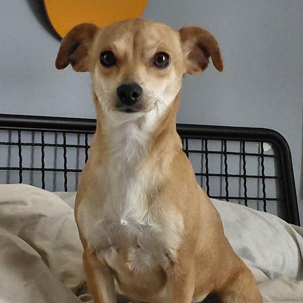 Enlarge Sandy Liang, a Adoptable Chihuahua in Brooklyn, NY image 3/6