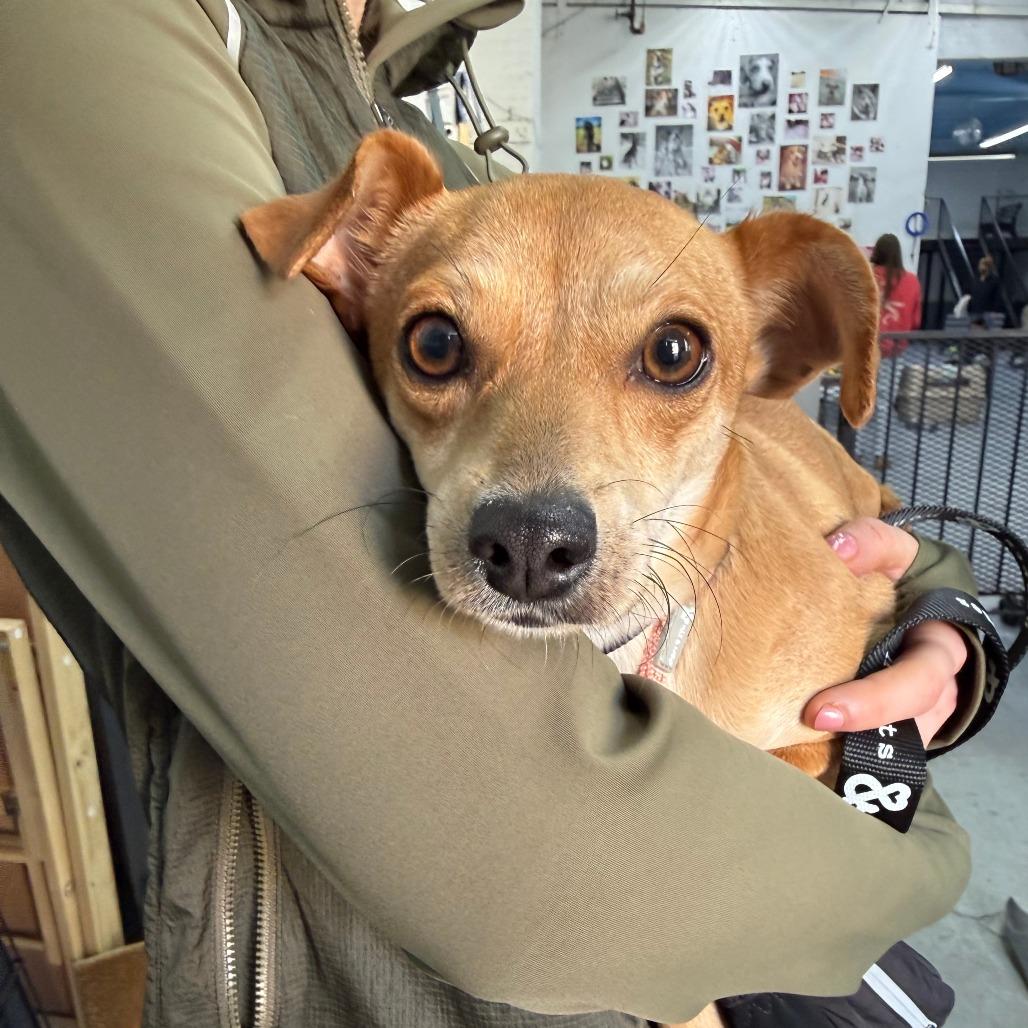 Enlarge Sandy Liang, a Adoptable Chihuahua in Brooklyn, NY image 4/6