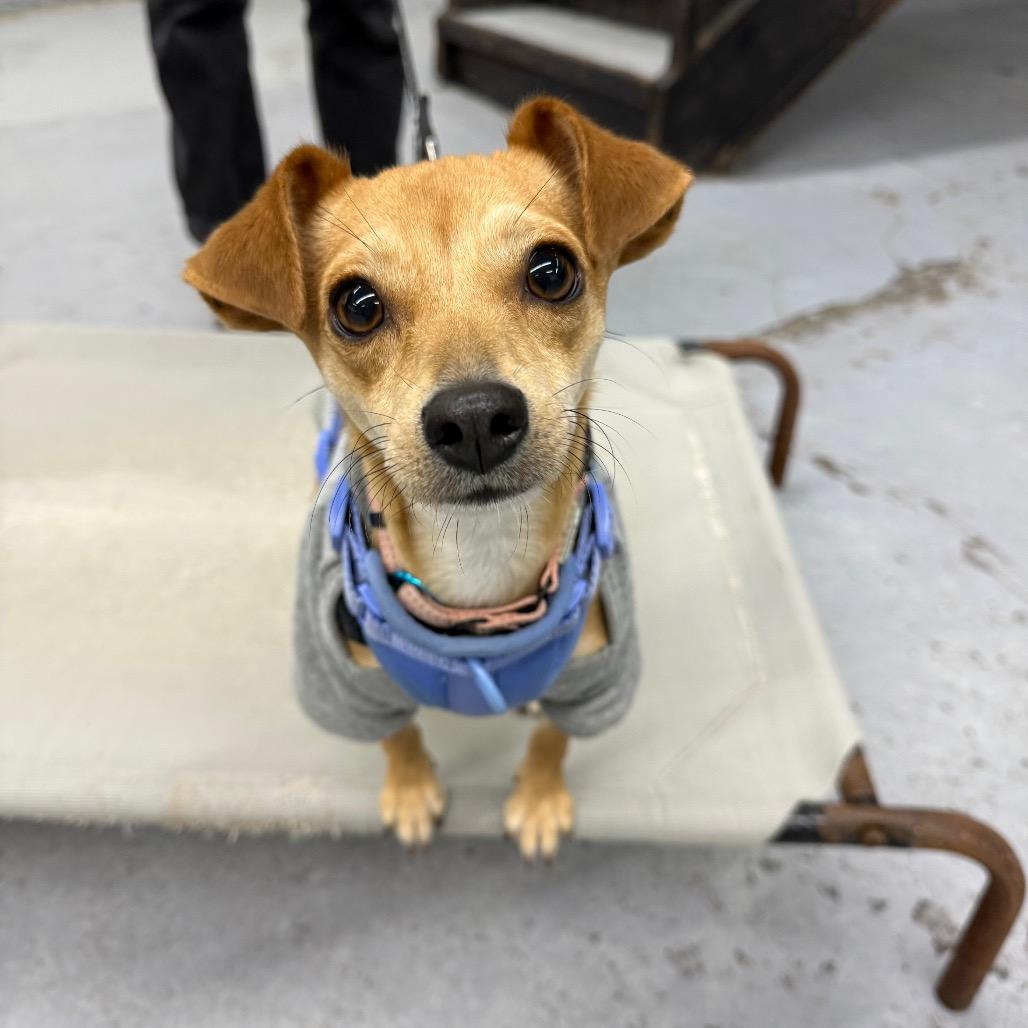 Enlarge Sandy Liang, a Adoptable Chihuahua in Brooklyn, NY image 6/6
