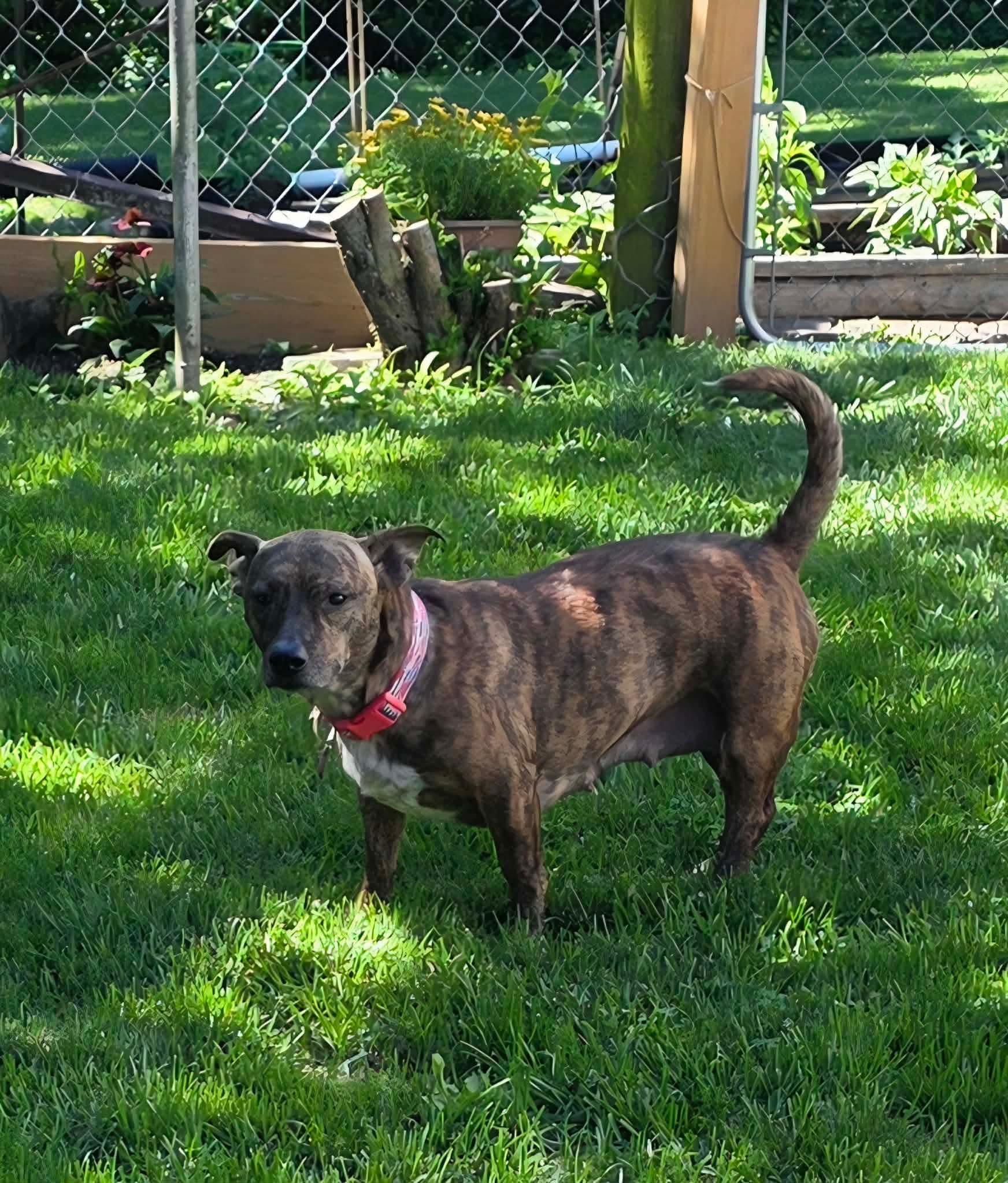 Gypsy, a ADOPTABLE Mixed Breed in Byron, IL image 2/6