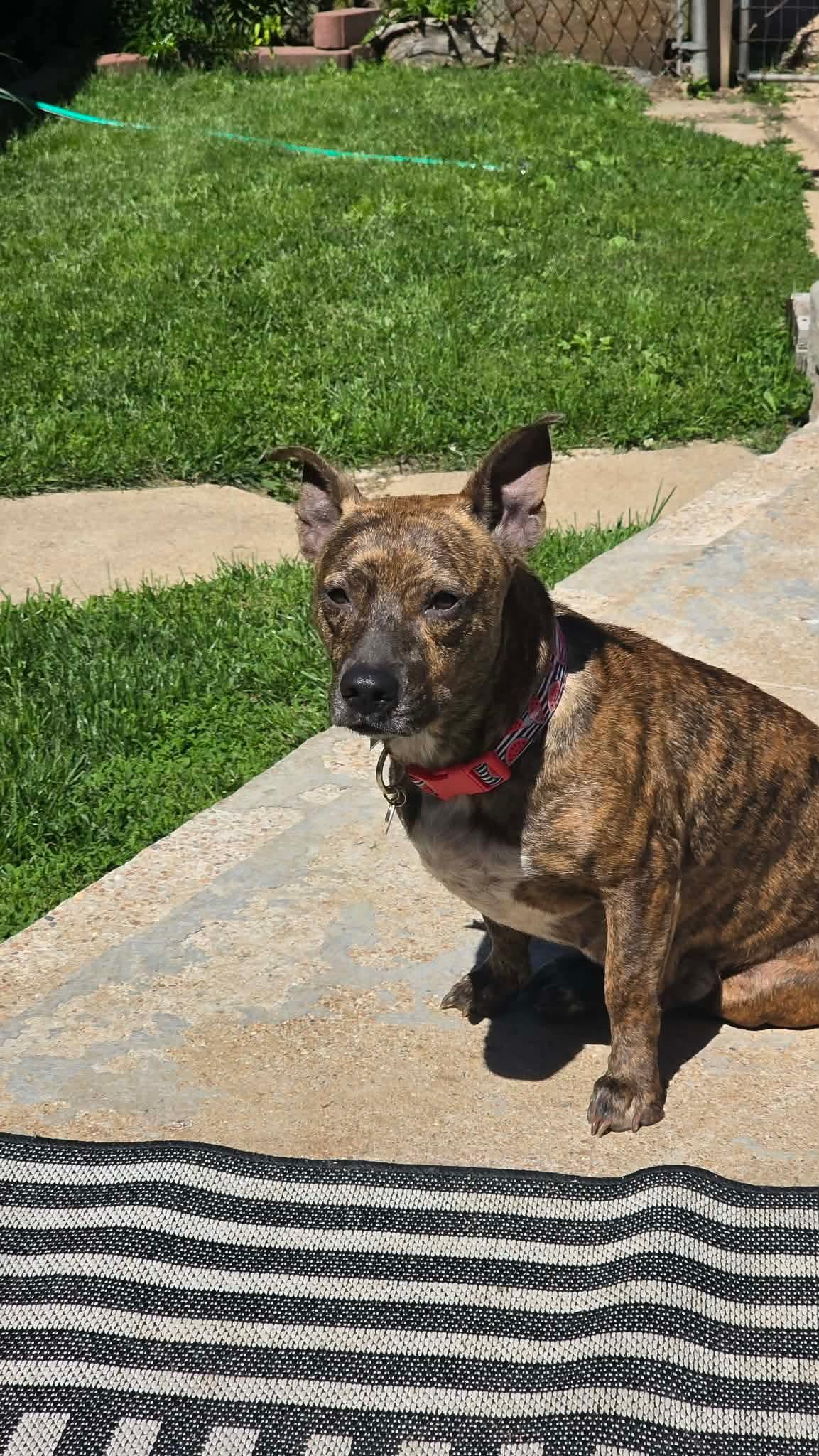 Gypsy, a ADOPTABLE Mixed Breed in Byron, IL image 1/6