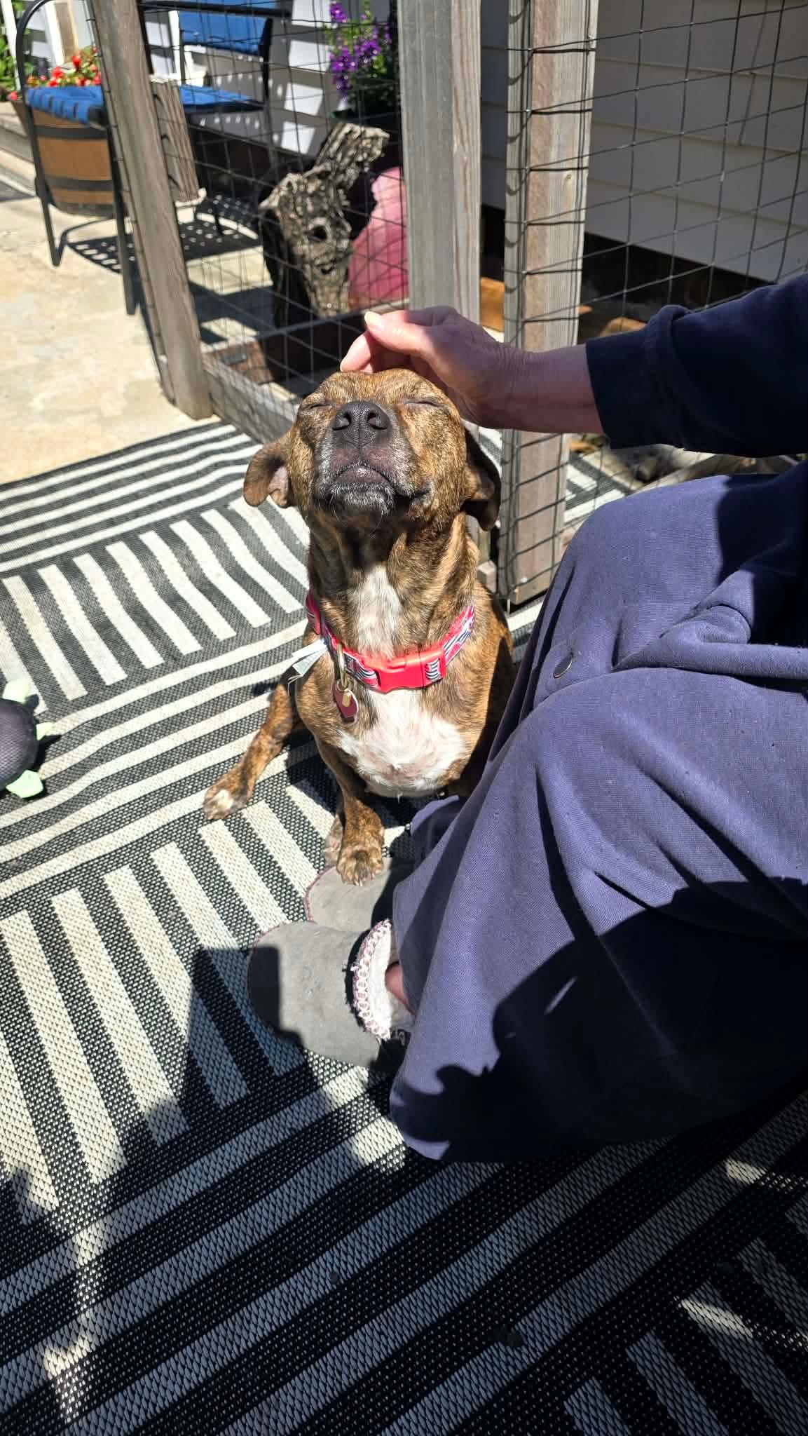 Gypsy, a ADOPTABLE Mixed Breed in Byron, IL image 4/6