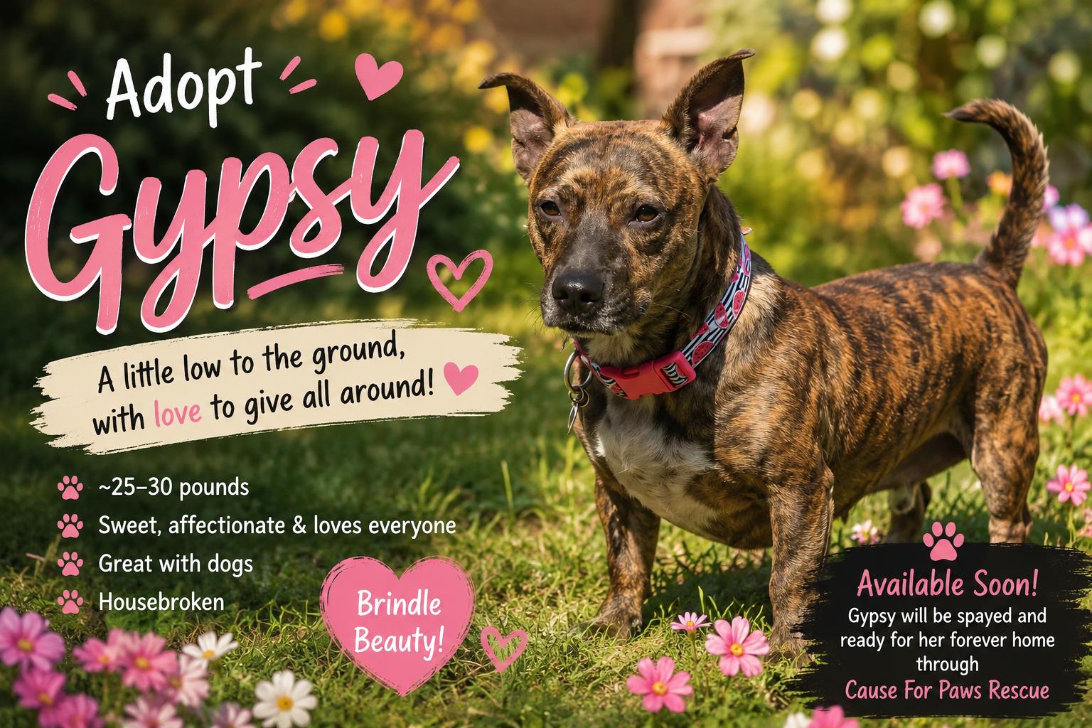 Gypsy, a ADOPTABLE Mixed Breed in Byron, IL image 6/6