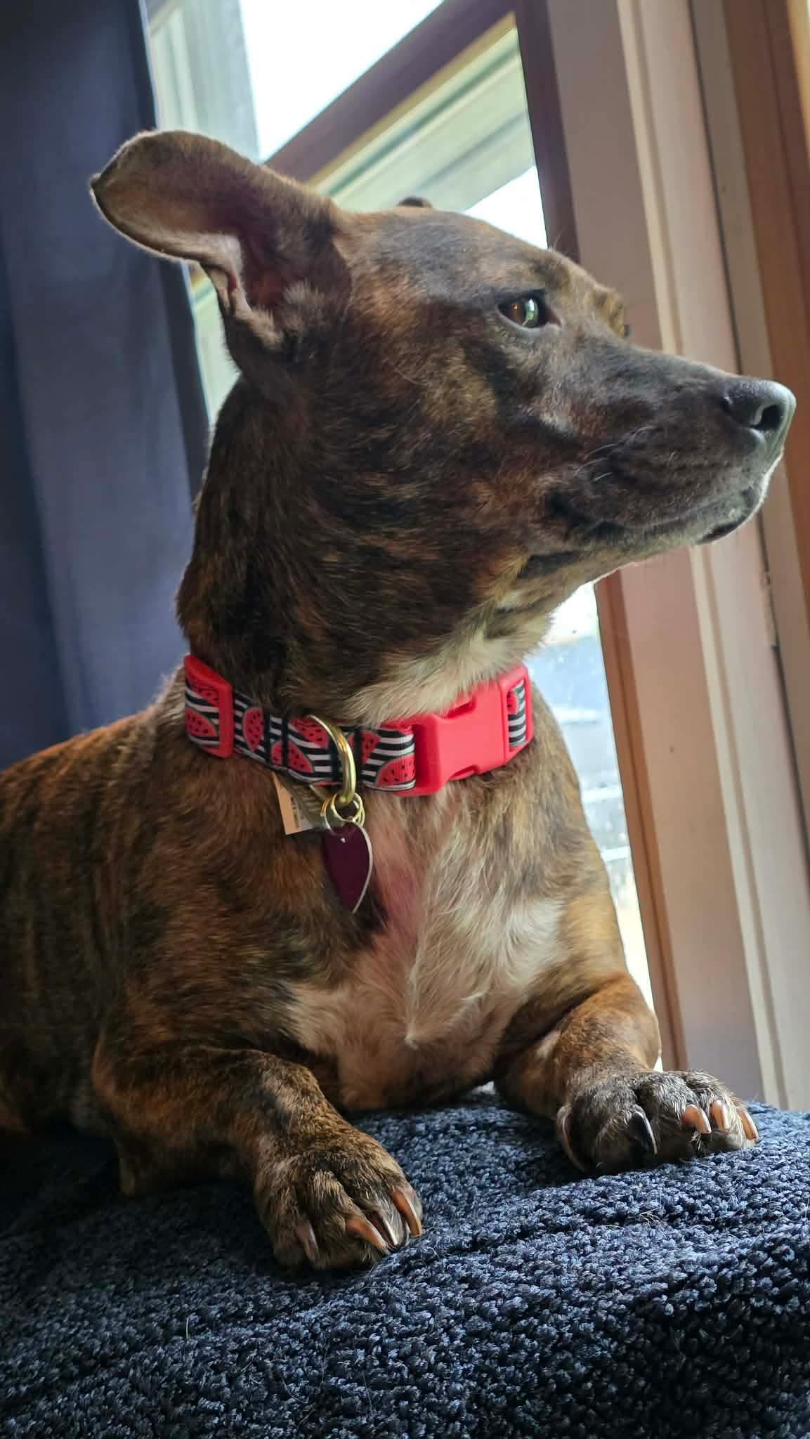 Gypsy, a ADOPTABLE Mixed Breed in Byron, IL image 3/6