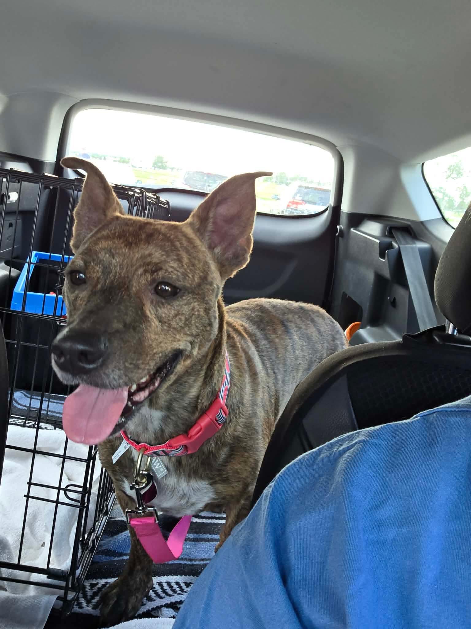 Gypsy, a ADOPTABLE Mixed Breed in Byron, IL image 5/6