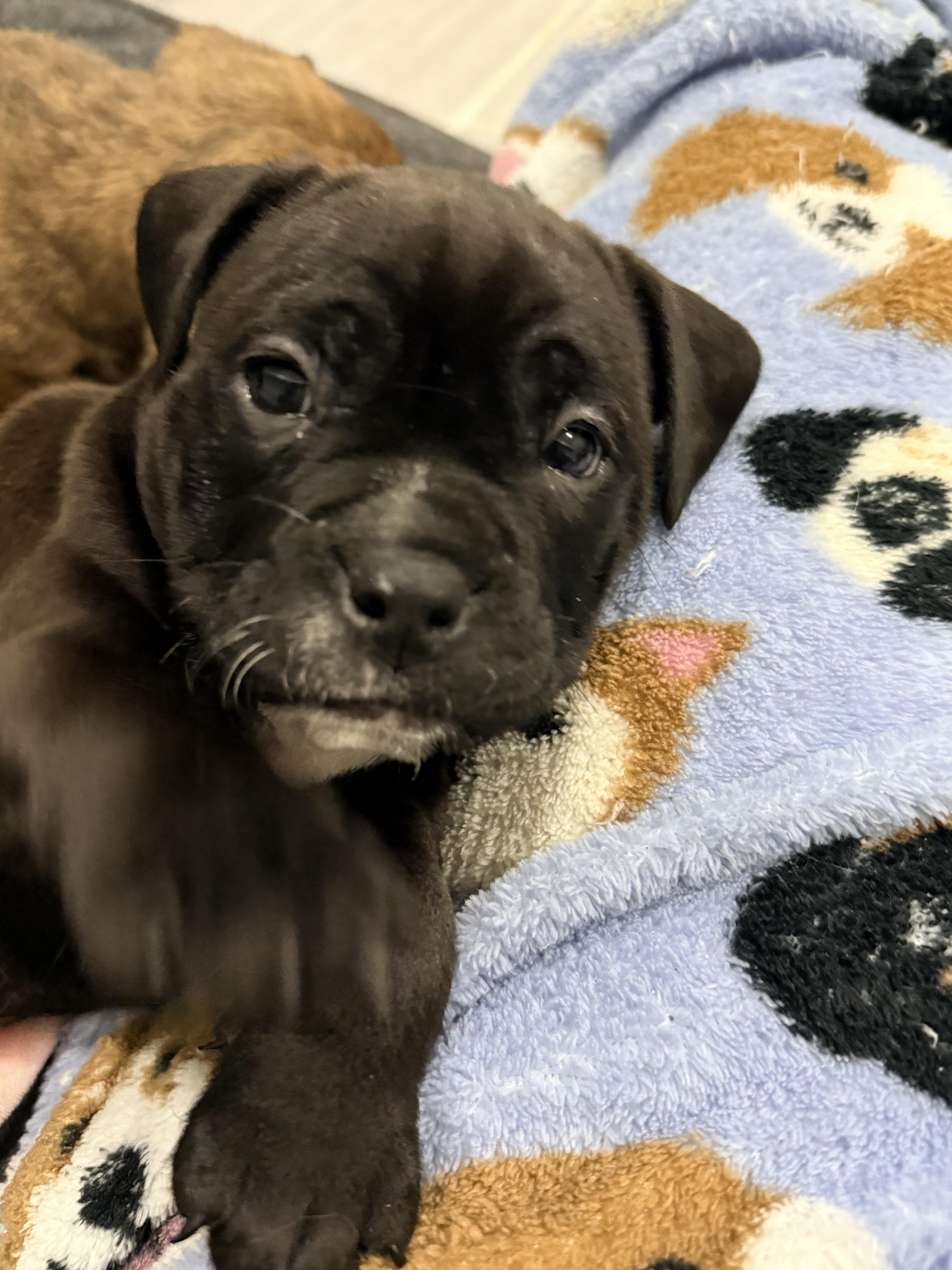 Enlarge Cashmere, a Adoptable mixed breed in Copiague, NY image 3/3