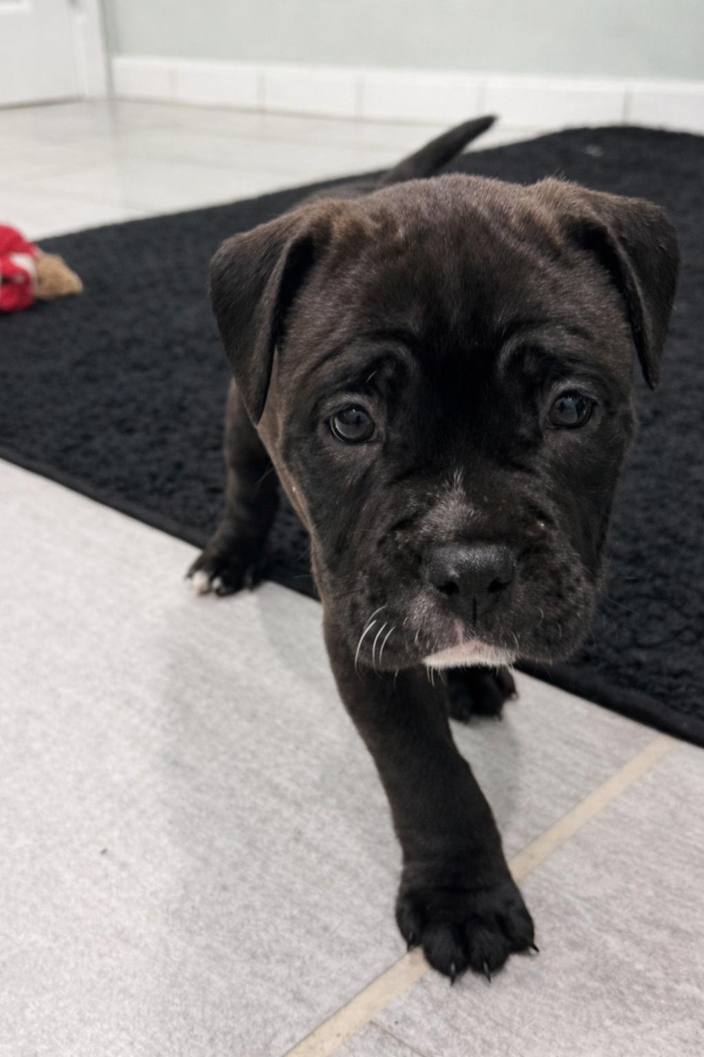 Cashmere, Adoptable, Puppy Female American Bully.